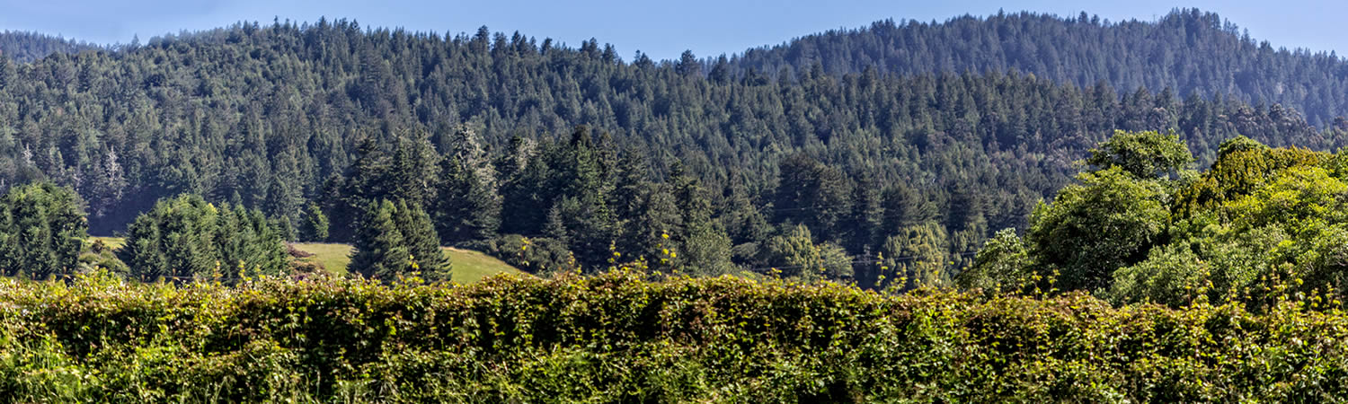 Banner image of Fortuna